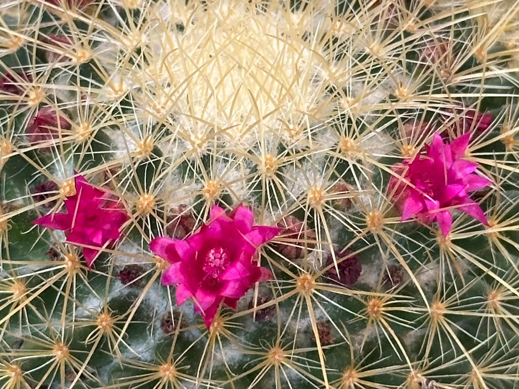 Welcome to “My Unruly Garden”