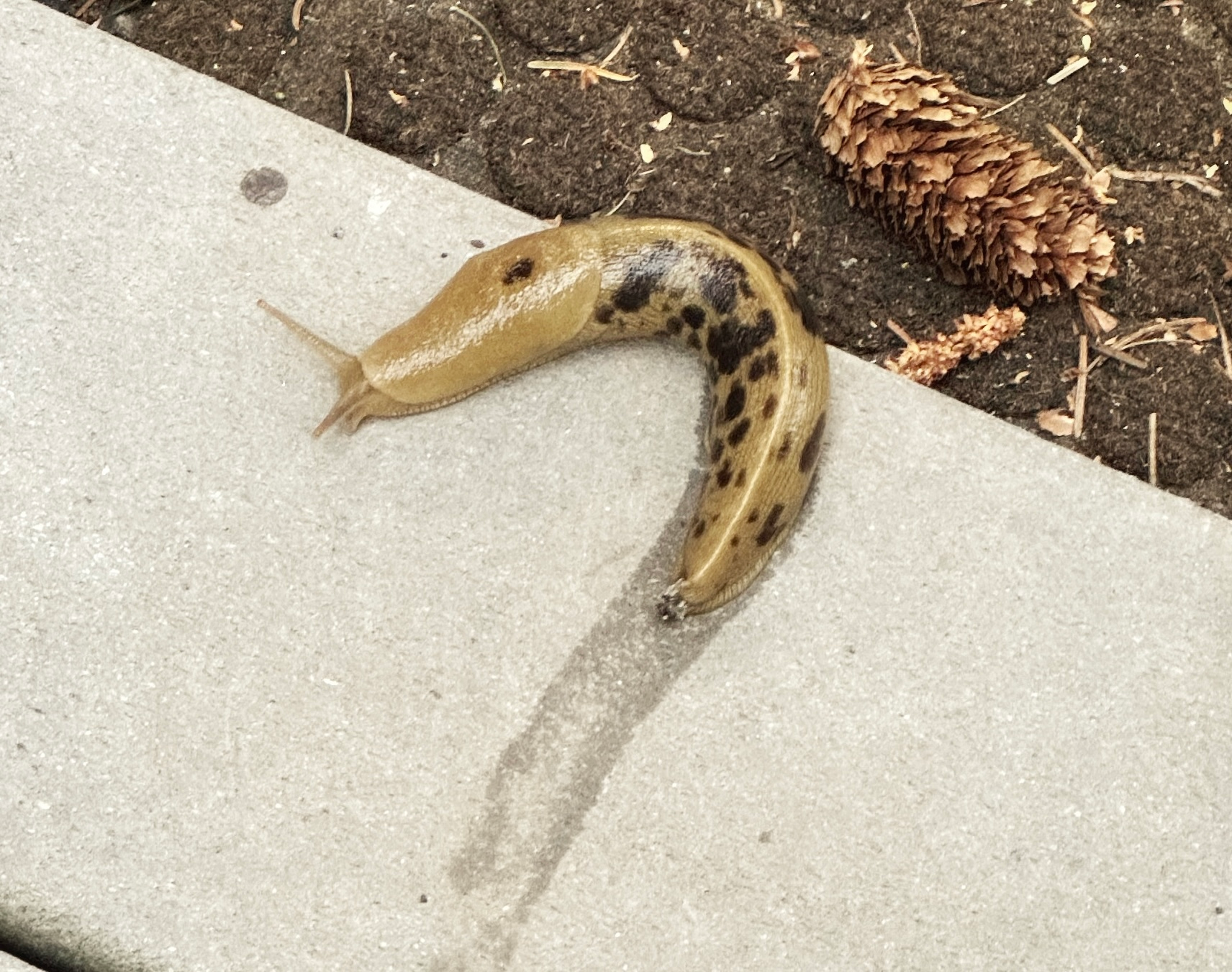 Embrace Your Heart’s Banana Slug (Sacred Design)